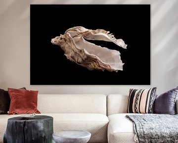 flying oyster shell with the head of a horse by Rien Buiter