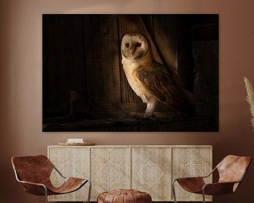 Barn owl by Frans