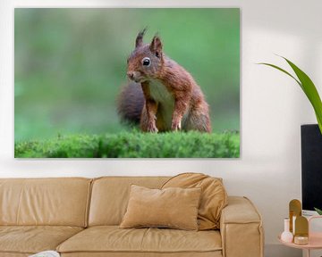 Curious squirrel in the forest. by Albert Beukhof