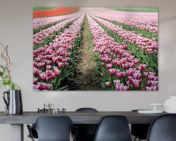 Tulpen in bloei in de lente