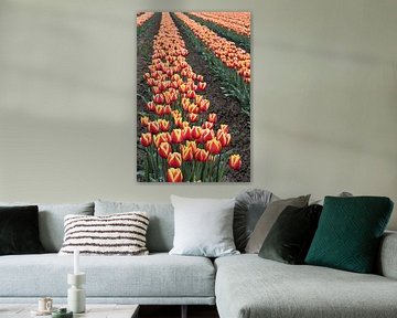 Tulpen in bloei in de lente in een tulpenveld
