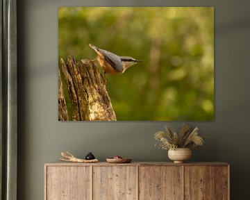 Oiseau dans les bois (Sittelle) sur Frans Roos