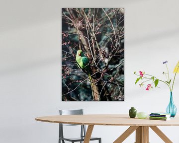 Green collar parakeet in a tree with blossom in Amsterdam, Netherlands