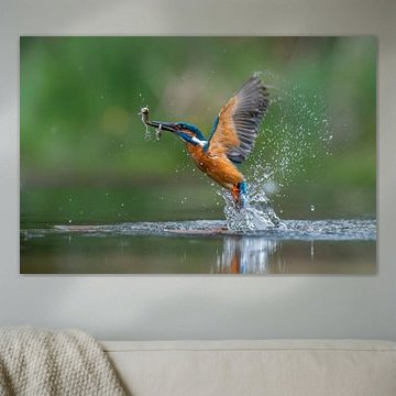 IJsvogel met een twee gevangen visjes.