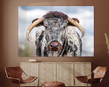 Portret van een Engelse Longhorn koe. van Albert Beukhof
