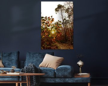 Herfstkleuren in het bos van Marloes Post