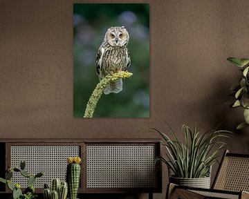 Long-eared owl sitting on a yellow flower. by Albert Beukhof