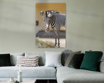 Schattige zebra kijkt verbaasd in de camera terwijl hij eet van LuCreator