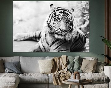 High key foto van een mooie tijger in zwart wit van Jolanda Aalbers