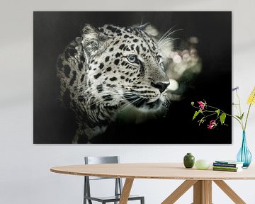 The amur leopard (Panthera pardus orientalis) on black background