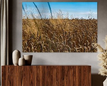 Field in late summera