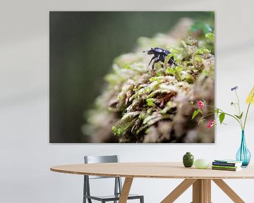 Dung Beetle by Daniel Büffel