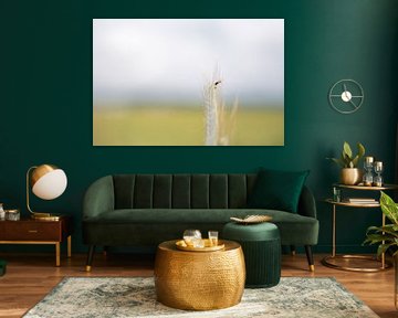 Fauvette sur Daniel Büffel