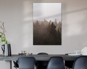 Fog over the Palatinate Forest