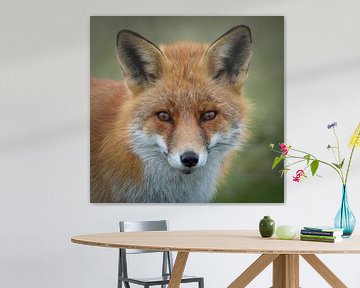 Portret vos / red fox van Capturedby_Kim