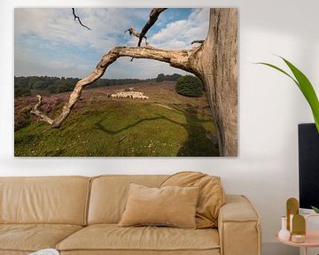 Rheden sheep herd by Moetwil en van Dijk - Fotografie