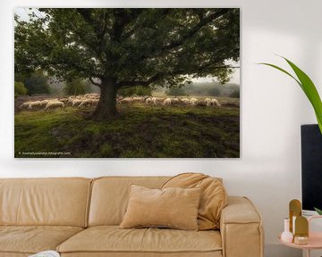Schafherde unter einem Baum von Moetwil en van Dijk - Fotografie