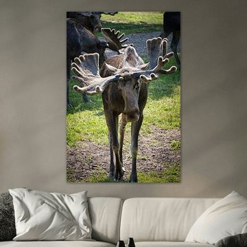 Frontal view of a moose in Sweden