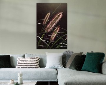 Verlichte Pennisetum, Lampenpoetsersgras van Imladris Images