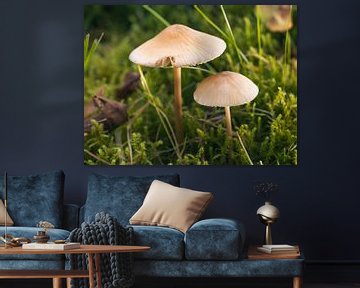 Paddenstoelen in de zon