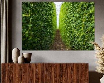 Debout à l'intérieur d'un champ avec de grands plants de houblon poussant dans des bigges. sur Robert Ruidl