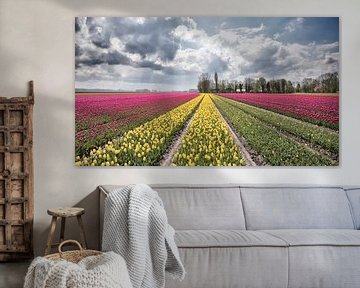 Bulb fields in the NOP by Dries van Assen