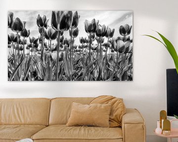 Tulips in black and white by Dries van Assen