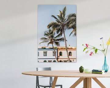 A tropical photo of palm trees and colored houses in Gran Canaria