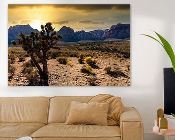 Zonsondergang achter Joshua Tree in Red Rock Canyon Nevada USA van Dieter Walther