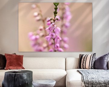 pastel colors of heather, nature | fine art photo by Karijn | Fine art Natuur en Reis Fotografie