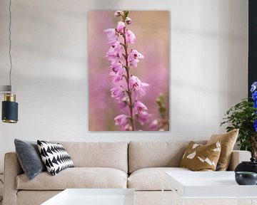 zartrosa Pastellfarben von Heidekraut, Natur | Fine Art Photo
