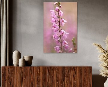 soft pink pastel colors of heather, nature | fine art photo by Karijn | Fine art Natuur en Reis Fotografie