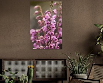 Feldblumen | zartes Grün und rosa Pastellfarben von Heidekraut, Natur | Fine Art Photo