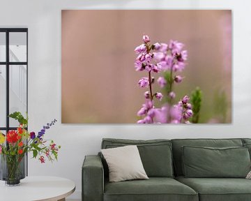 Feldblumen | zartes Grün und rosa Pastellfarben von Heidekraut, Natur | Fine Art Naturfoto