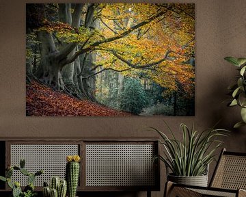 Wald im Herbst von Dirk van Egmond