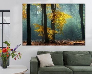 Hêtre contre pin (Forêt d'automne néerlandaise) sur Kees van Dongen
