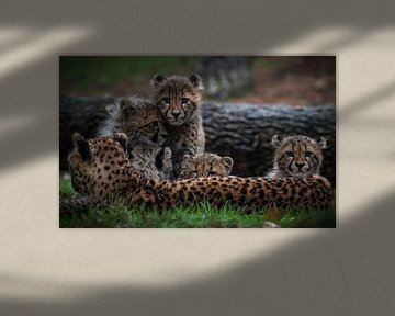 Geparden: Jungtiere hinter Mama