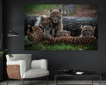 Cheetahs: Cubs behind momma