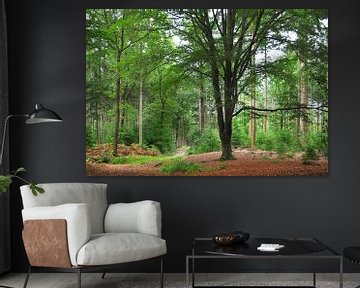 Beech on the Hoge Veluwe by Corinne Welp