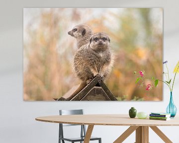 Deux queues d'animaux sur un arrière-plan en bois de type "merci". sur Jolanda Aalbers