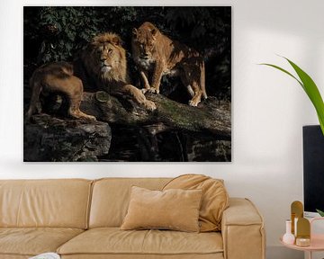 Löwe Panthera leo von Loek Lobel