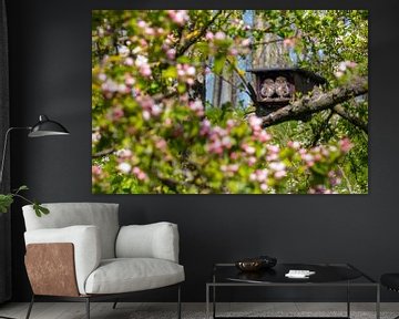 Poussins de chouettes dans un verger de pommiers en fleurs