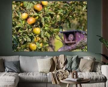 Steinkauz zwischen den Äpfeln im alten Obstgarten von Michelle Peeters