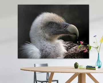 Griffon Vulture by Loek Lobel