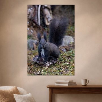 Eichhörnchen (Oachkatzl)