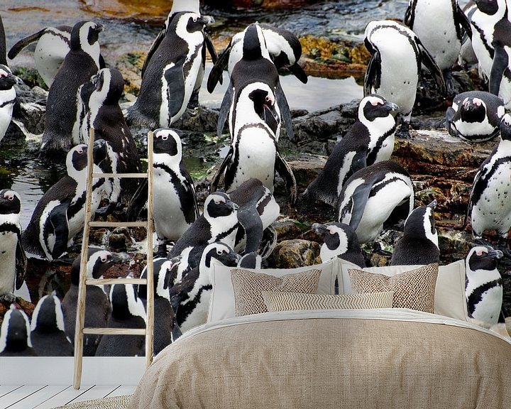 Impression: Les pingouins en Afrique du Sud sur Filip Staes