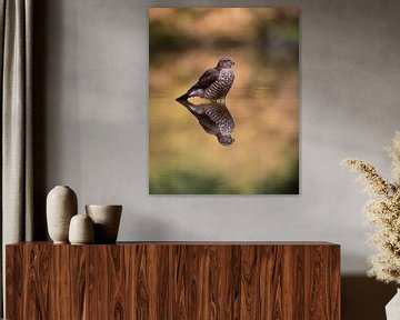 Sparrowhawk by Jan Heijmans
