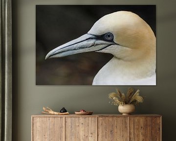 Gannet by Loek Lobel