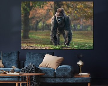 Big beautiful gorilla stands in the grass and looks around