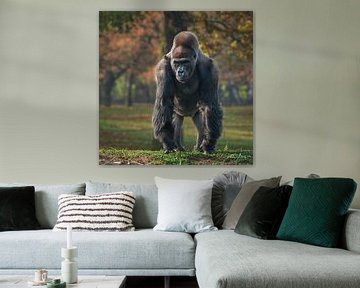 Big beautiful gorilla stands in the grass and looks around